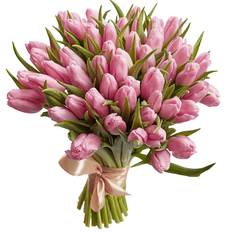 Тюльпан розовый